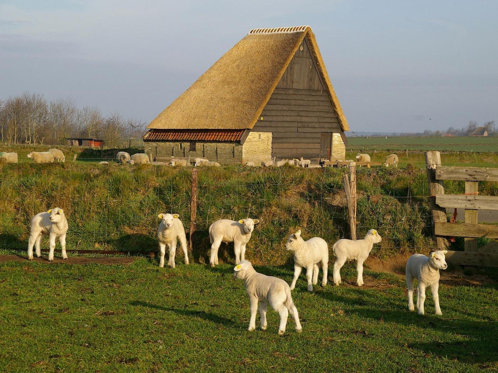 Great Farmhouse In De Cocksdorp With Garden מראה חיצוני תמונה